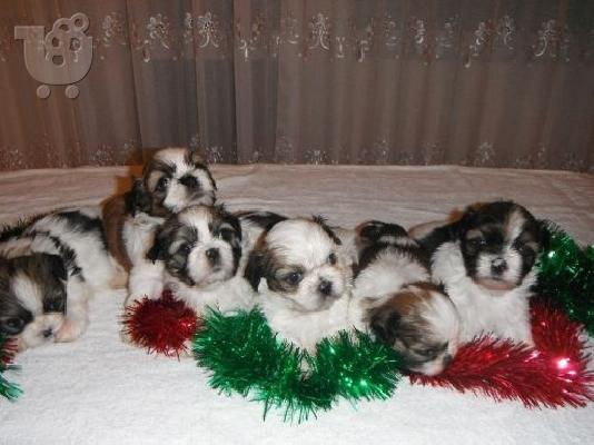 PoulaTo: shih czu