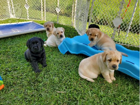 Τα κουτάβια Toy Labrador Retriever είναι έτοιμα