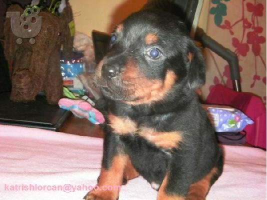PoulaTo: Rottweiler κουτάβι για πώληση (1 αρσενικό αριστερά)
