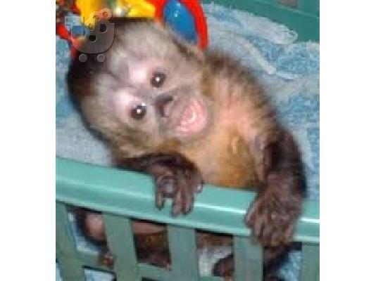 PoulaTo: baby capuchin για 300 €