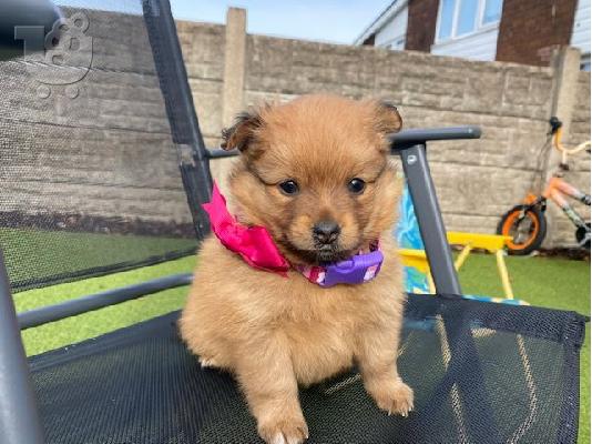 PoulaTo: Χαριτωμένα κουτάβια Pomeranian