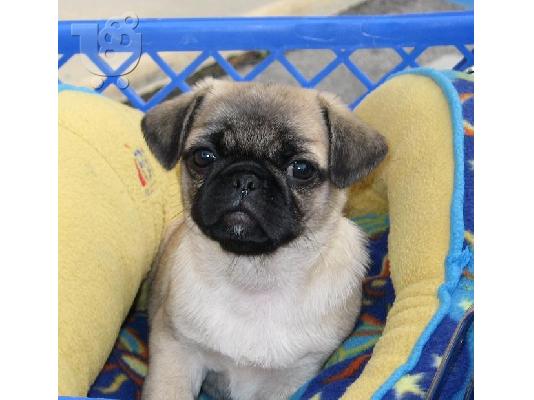 PoulaTo: Pug Παγκ