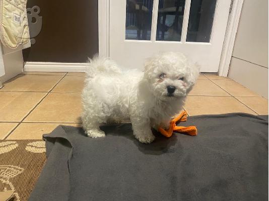 Όμορφα γεμάτα γενεαλογικά kc reg bichon frize κουτάβια,
