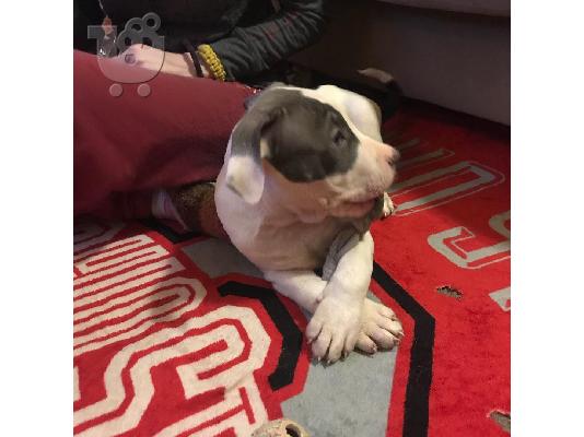 PoulaTo: Αμερικανικό PitBull