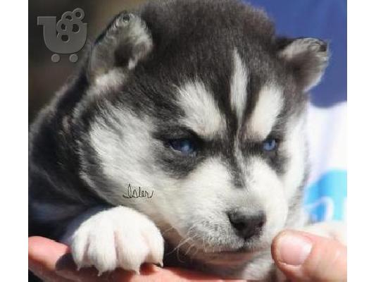 Siberian Husky κουτάβια