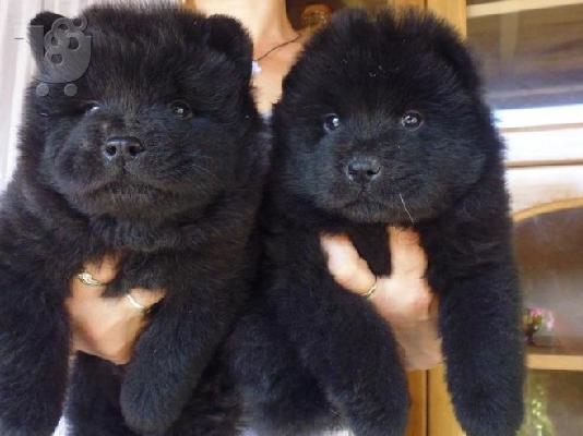 CHOW CHOW