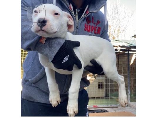 Κουτάβια Dogo Argentino