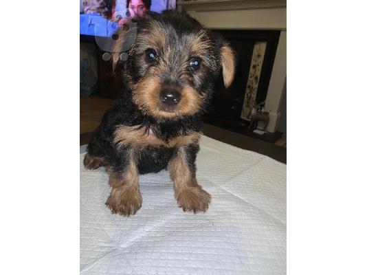 Yorkshire Terrier κουτάβια έτοιμα να φύγουν τώρα !!!