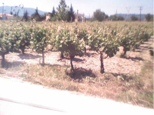 Aγροτεμαχιο 3000τμ. Ζακυνθο-Αγιος Κηρυκας