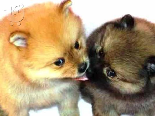 PoulaTo: POMERANIAN (ΠΟΜΕΡΑΝΙΑΝ) Πεκινουά