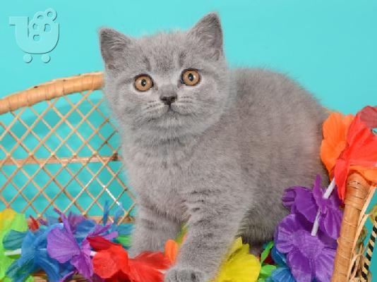 PoulaTo: Μωρό British Shorthair έτοιμοι να μεταφέρετε