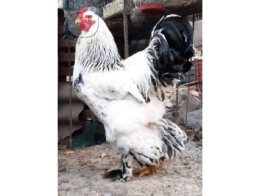 αυγα εκκολαψης brahma king indian......