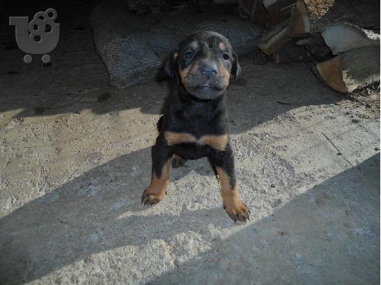 DOBERMAN
