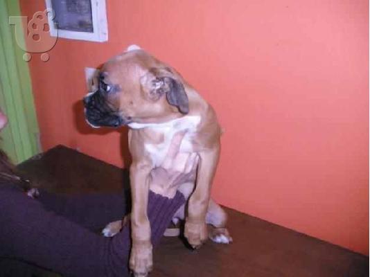 (Boxer κουτάβια ακιτα(AKITA))ΑΚΙΤΑ ΜΠΟΞΕΡ
