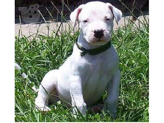 PoulaTo: Ντόγκο Αρτζεντίνο - Dogo Argentino — Νέα Φιλαδέλφεια