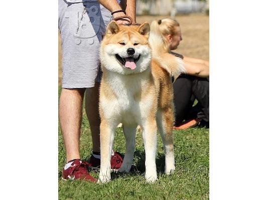 Ιαπωνικά κουτάβια akita