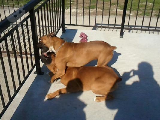 boxer