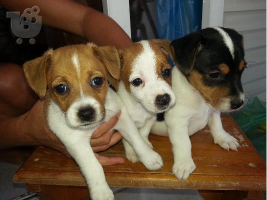 jack russell