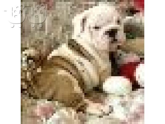 Αγγλικά ΜΠΟΥΛΝΤΟΓΚ 2 μηνών συνοδεύονται με χαρτιά και τσιπάκι;...