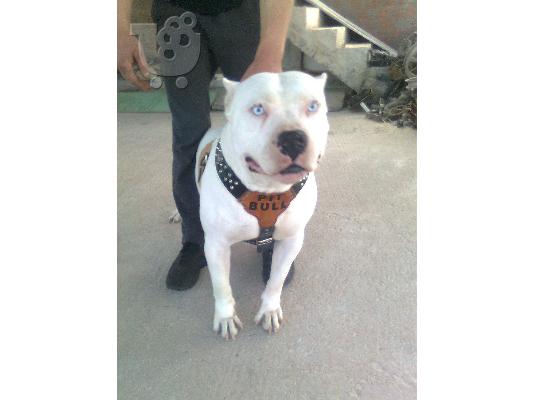 ΑΜΕΡΙΚΑΝΙΚA PITBULL RED NOSE