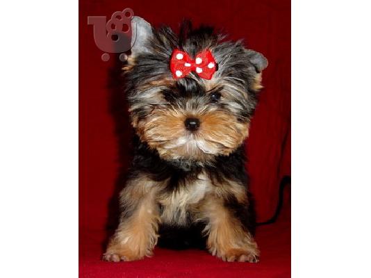 Yorkshire-terrier toy / mini, Στερεά Ελλάδα/Αθηνα (€ 120.00 )