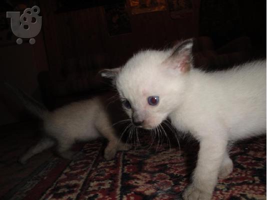 PoulaTo: GATAKIA 1 MINON SIAM EFHERIA