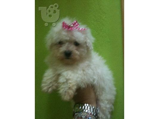 BICHON FRIZE