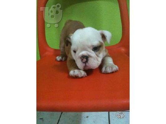 ENGLISH BULLDOG Μπουλντόγκ