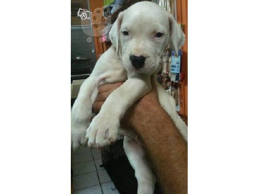 PoulaTo: DOGUE ARGENTINO