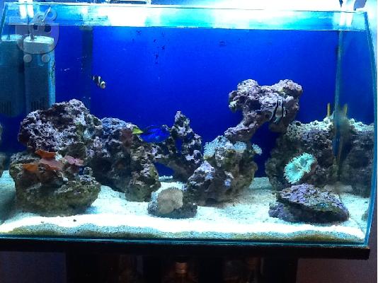 PoulaTo: OPEN REEF 60lt