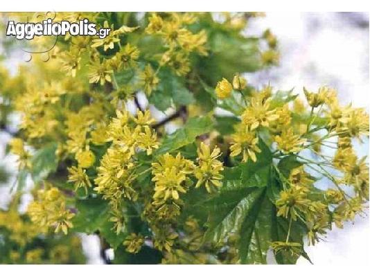 10 Σποροι Χρυσο Bonsai