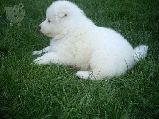 SAMOYED