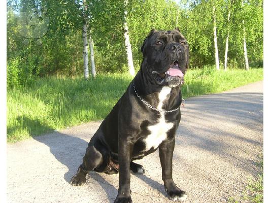 Cane Corso καθαροαιμα 6979314054 ΑΘΗΝΑ-ΘΕΣΣΑΛΟΝΙΚΗ- ΚΡΗΤΗ