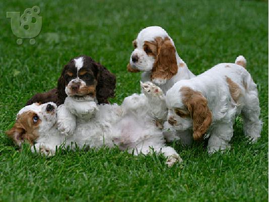 PoulaTo: cocker spaniel puppies