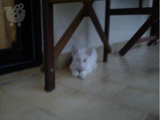 PERSIKH GATOYLA