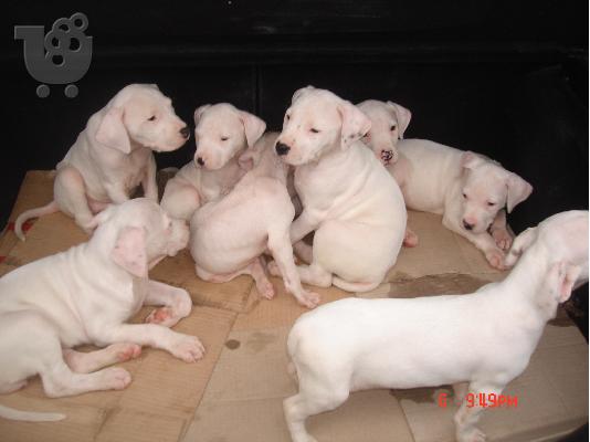 dogo argentino