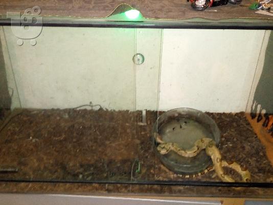 PoulaTo: Jungle hypo boa + terrarium
