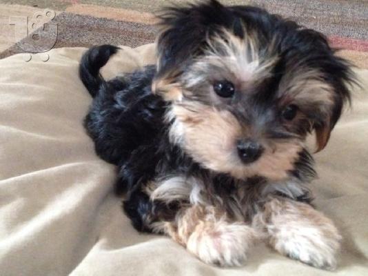 PoulaTo: Morkie