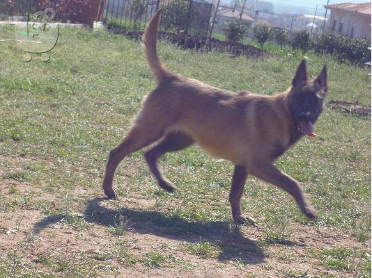 PoulaTo: κουταβια malinois
