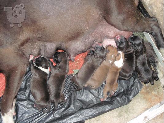 PoulaTo: ΠΩΛΟΥΝΤΑΙ PIT BULL TERRIE