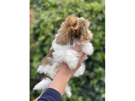Φανταστικά κουτάβια Yorkshire Terriers