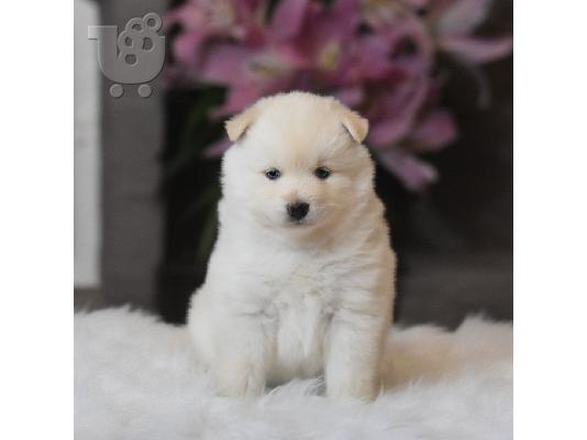 PoulaTo: Διατίθενται όμορφα κουτάβια Pomsky.