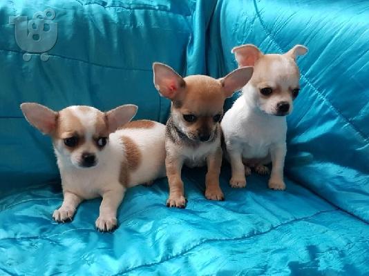 Chihuahua σκυλιά και κουτάβια προς πώληση