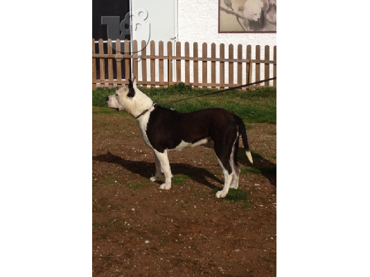 PoulaTo: american staffordshire terrier