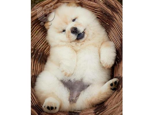 Δωρεάν Chow chow brawn&white για να πάτε σπίτι ως χριστουγεννιάτικο δώρο...