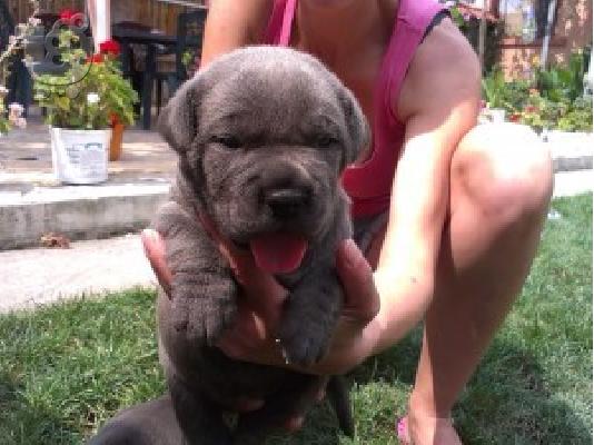 PoulaTo: CANE CORSO