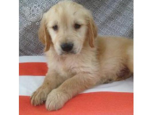 X μάζα τεριέ Golden Retriever