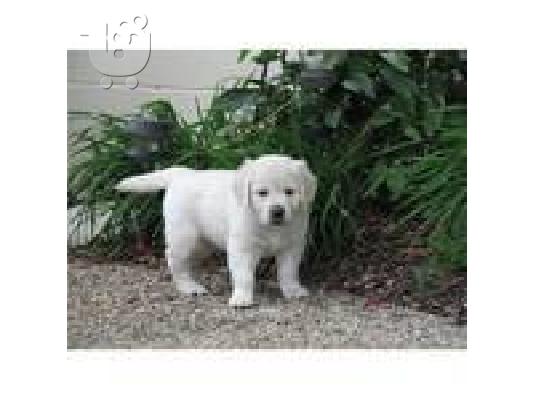 PoulaTo: χρυσό retriever κουτάβι