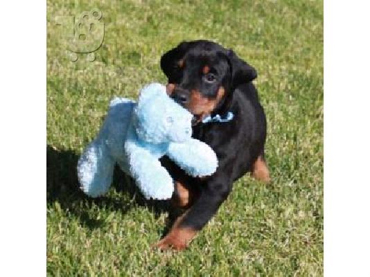 PoulaTo: Αρχική κουτάβια φυλής doberman