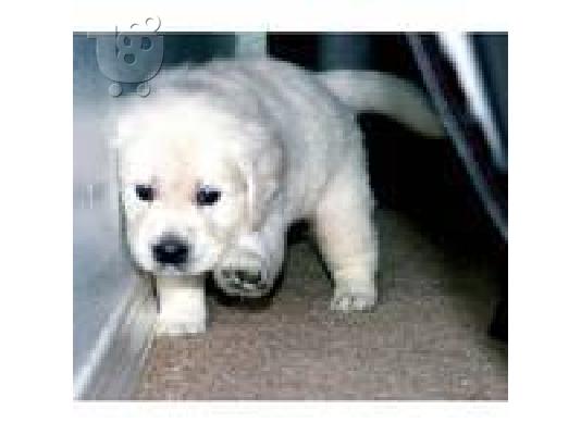 Golden Retriever κουτάβι - € 190